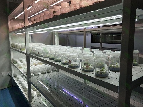 汕头植物组织培养实验室设计建设方案